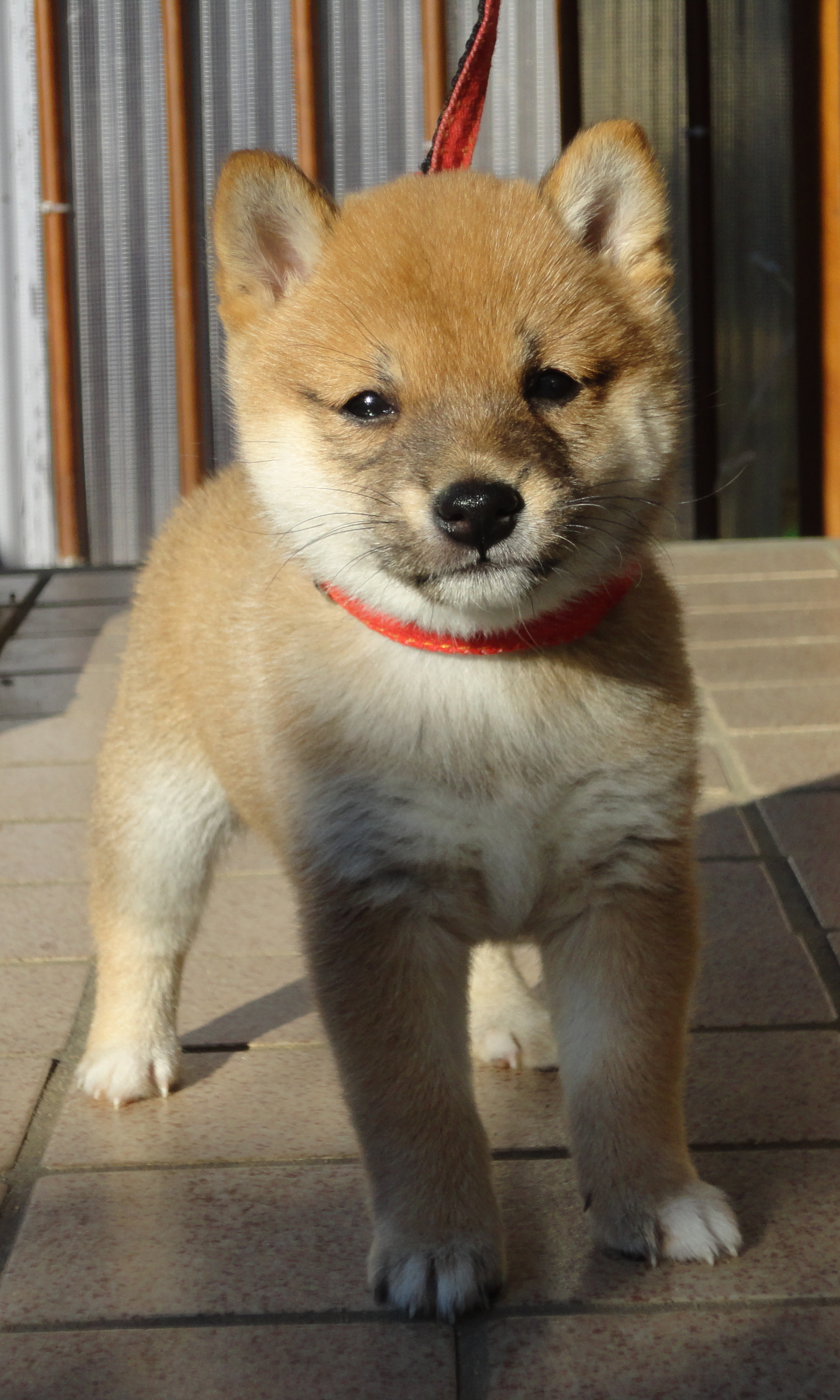 西村ブリーダー